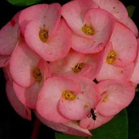 Stunning Pink Thai Hybrid Euphorbia Milli Plant - Fresh and Ready to Brighten Your Space!